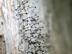 Chaenotheca brunneola