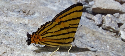 Striped Punch