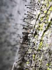 Chaenotheca brunneola