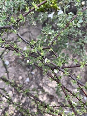 Citharexylum brachyanthum, photograph (c) Oscar C. González Martínez, some rights reserved (CC BY-SA)