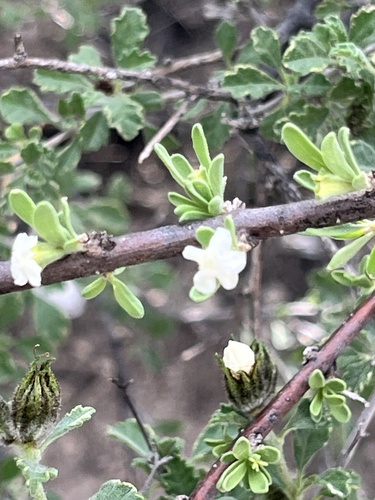 Citharexylum brachyanthum, photograph 4