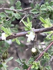 Citharexylum brachyanthum, photograph (c) Oscar C. González Martínez, some rights reserved (CC BY-SA)