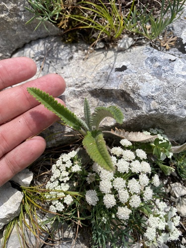 Abkhazian white betony (Betonica nivea)