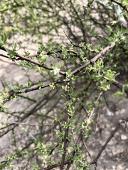 Citharexylum brachyanthum