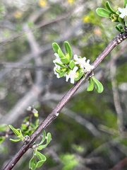 Citharexylum brachyanthum, photograph (c) Oscar C. González Martínez, some rights reserved (CC BY-SA)