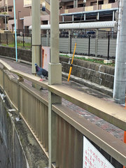 Columba livia domestica