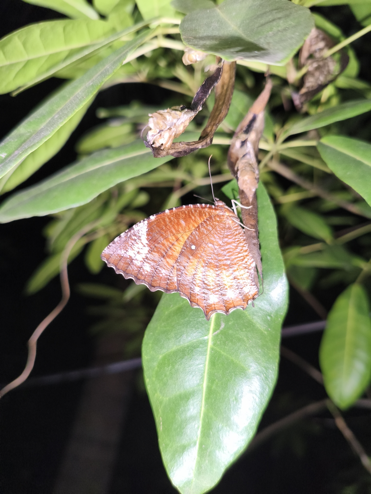Common Palmfly