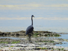 Egretta garzetta dimorpha