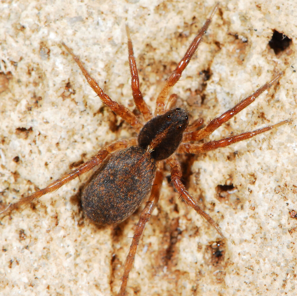 Proevippa albiventris