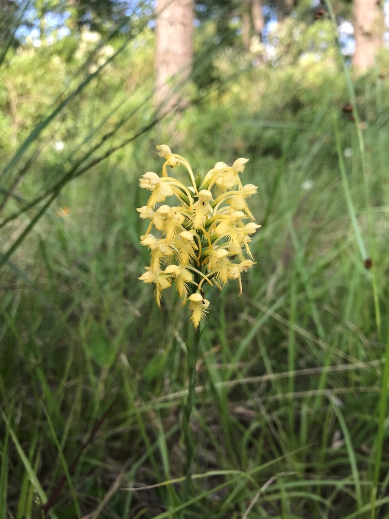 Canby's bog orchid
