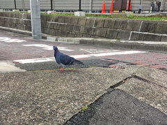 Columba livia domestica