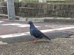 Columba livia domestica