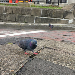 Columba livia domestica