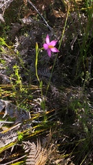 Chironia jasminoides