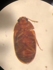 Mycetophagidae