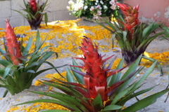 Tillandsia imperialis