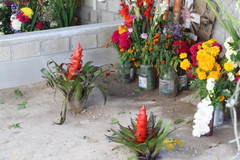 Tillandsia imperialis