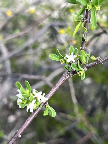 Citharexylum brachyanthum, photograph 6