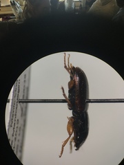Harpalus somnulentus