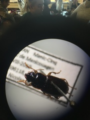 Harpalus somnulentus