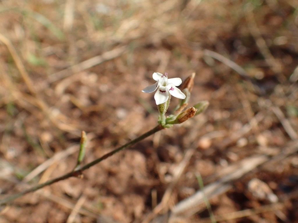 Bolanthus fruticulosus (Bolanthus fruticulosus)