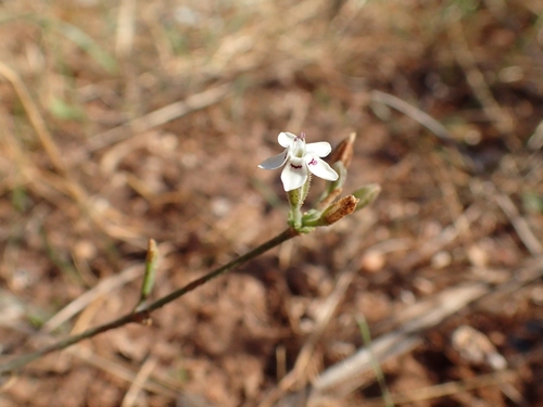 Bolanthus fruticulosus (Bolanthus fruticulosus)