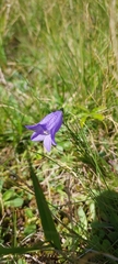 Campanula tatrae