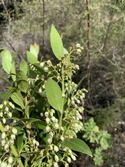 Vaccinium exul
