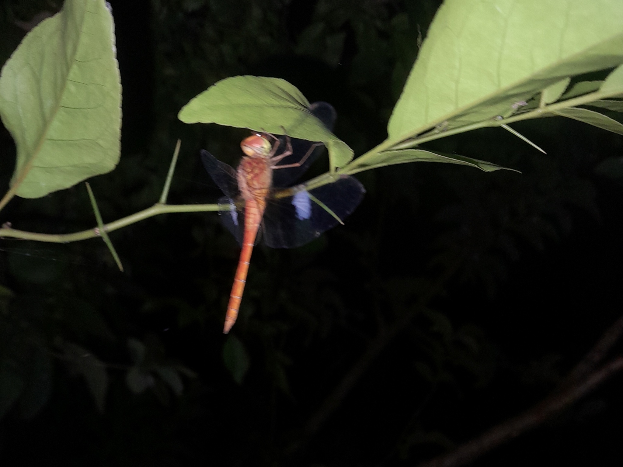 Coral-Tailed Cloudwing
