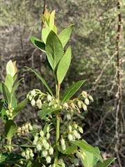 Vaccinium exul