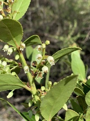 Vaccinium exul
