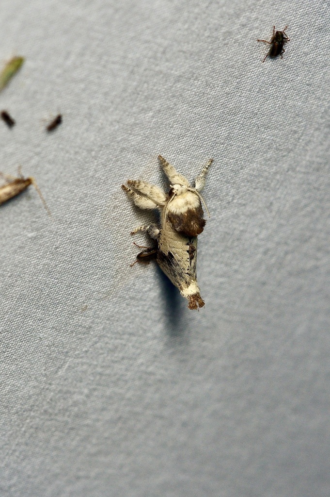 Theodore Carpenterworm Moth
