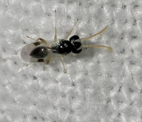 Aphelopus observed 2025-07-23