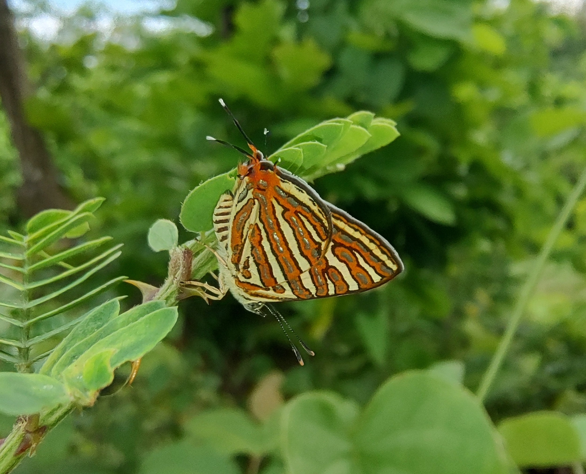 Common Silverline