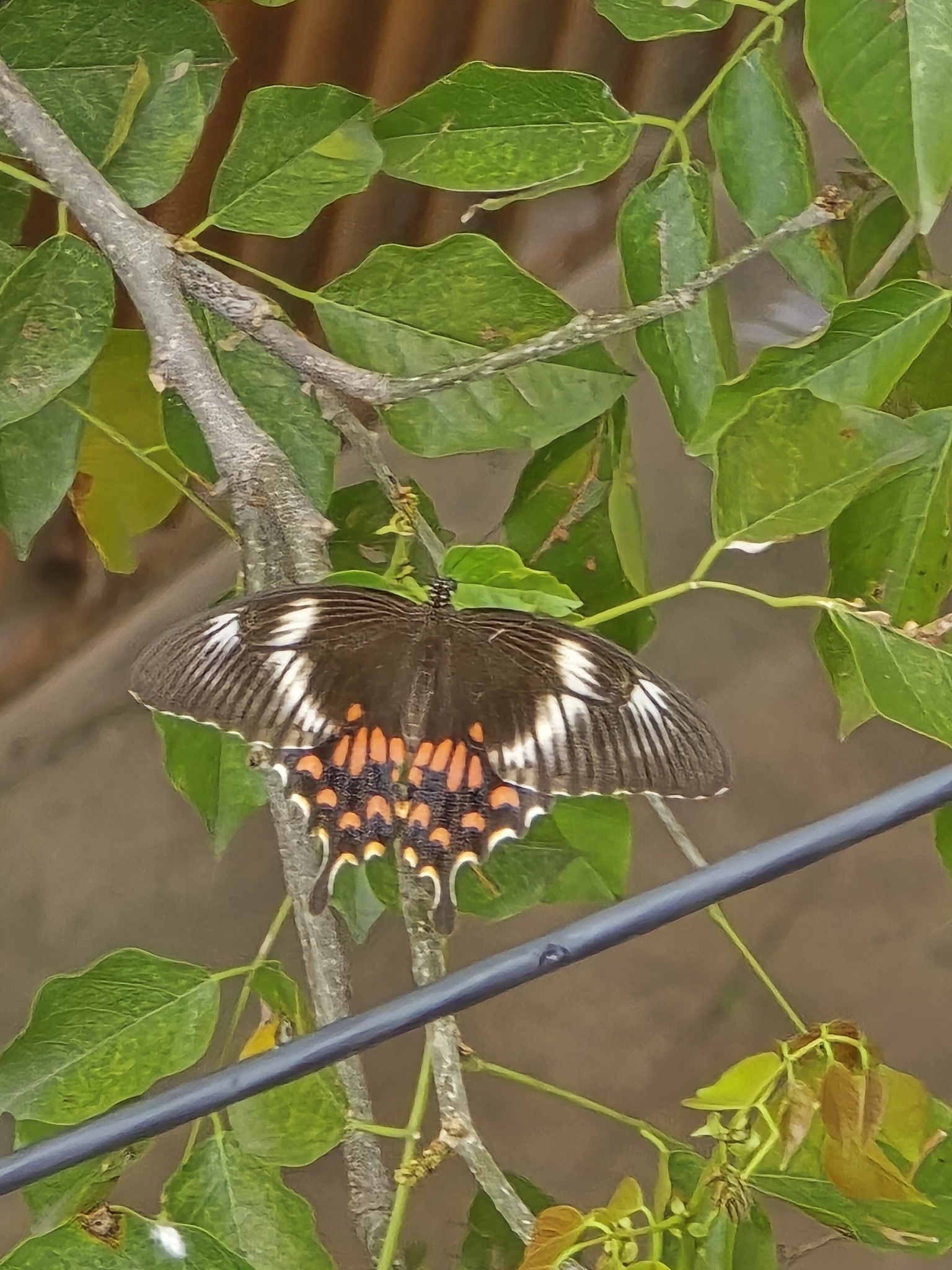Common Mormon