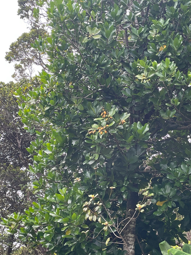 Corynocarpus laevigatus observed 2025-07-17