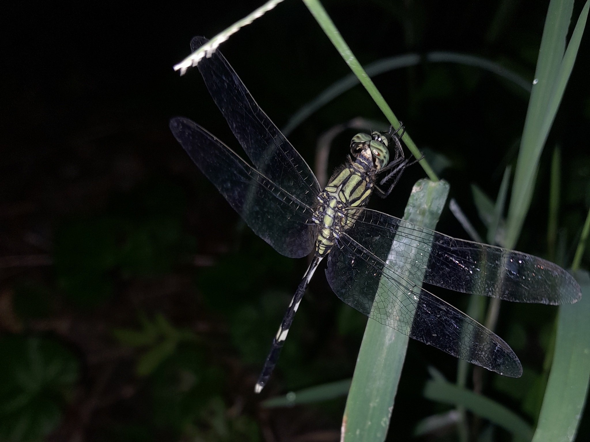 Slender Skimmer
