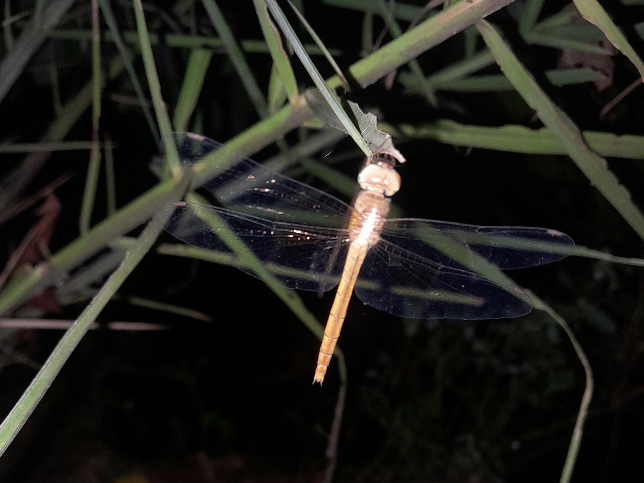 Coral-Tailed Cloudwing