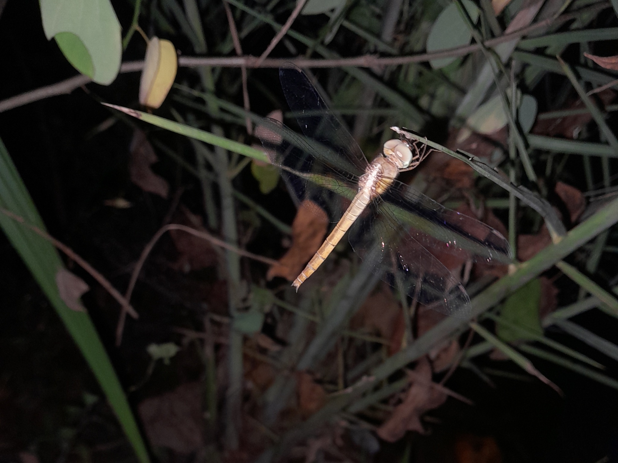 Coral-Tailed Cloudwing