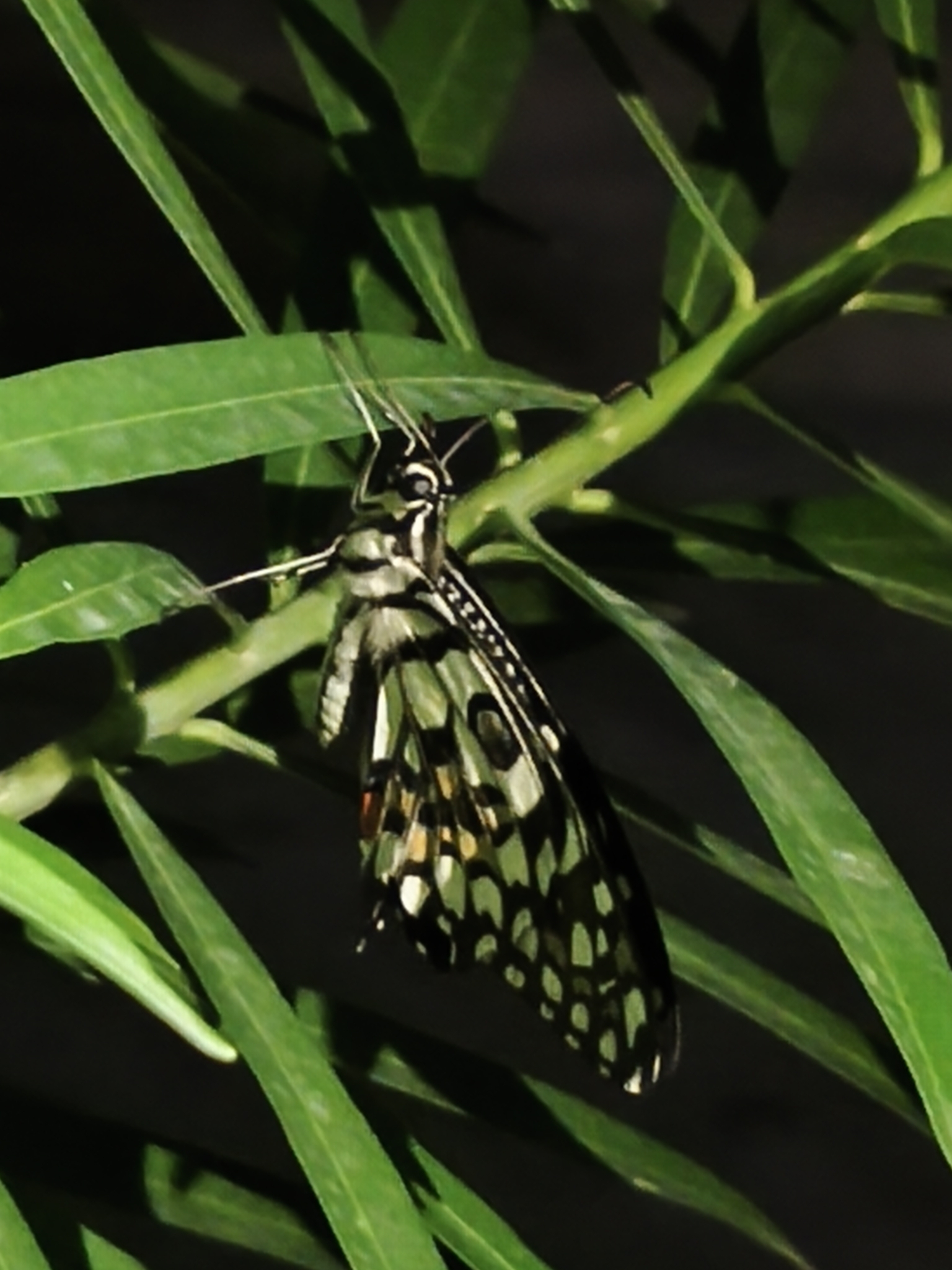 Lime Swallowtail