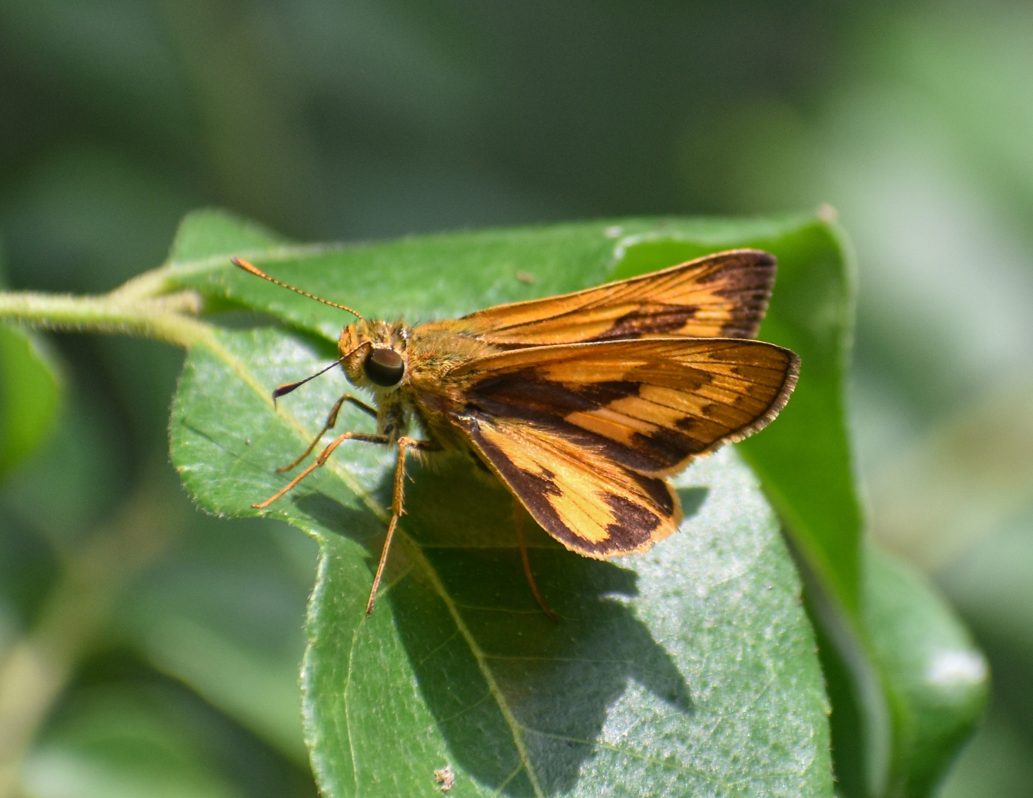 Pale Palm-Dart