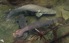 Arapaima