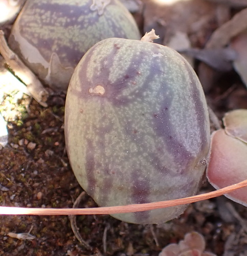 Baculellum (Baculellum articulatum)