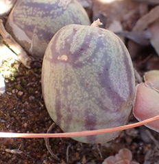 Baculellum (Baculellum articulatum)