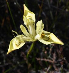 Moraea angusta