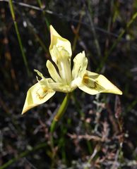 Moraea angusta