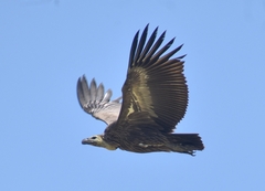 White-Rumped Vulture photo 4