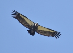 White-Rumped Vulture photo 3