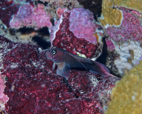 Cirripectes variolosus observed 2025-06-05