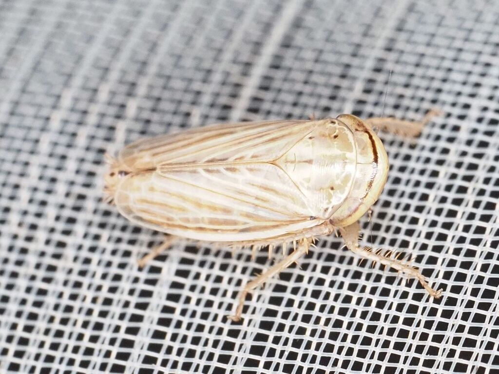 Artianus interstitialis